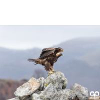 گونه عقاب طلایی Golden Eagle